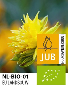 BIO Narcissus Rip van Winkle